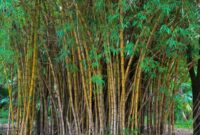 Bamboo trim for vehicles