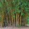 Bamboo trim for vehicles